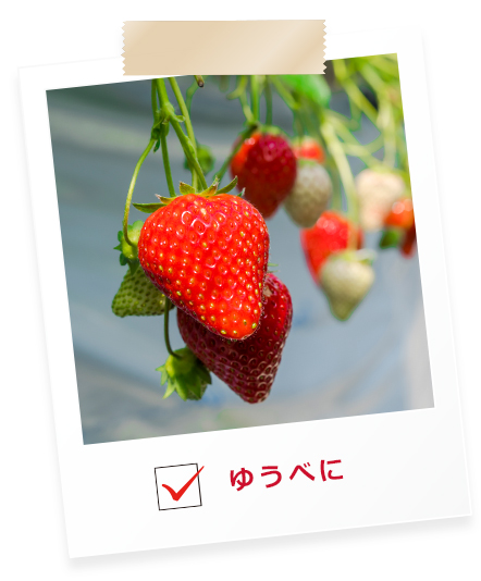 販売商品 | 八代市のいちご農園なら【kobito farm】